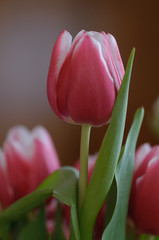 Tulpe