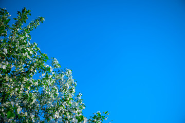 Apple tree branches against a blue sky with space for text. Blooming Apple tree in the garden. Copy space.