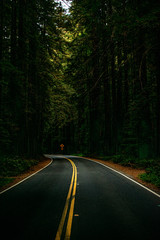 Fototapeta premium avenue of the giants redwood forest california