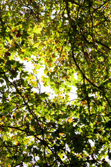 Fototapeta na wymiar view of backlit leaves of London plane tree in Autumn