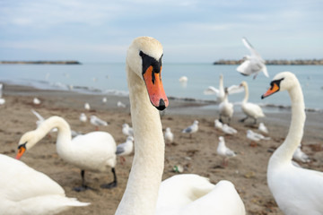 Flock of swans by the sea