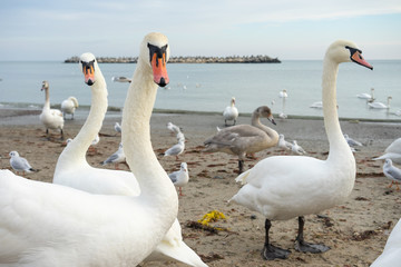 Flock of swans by the sea