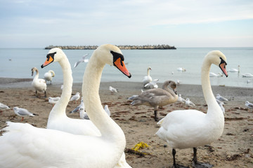 Flock of swans by the sea