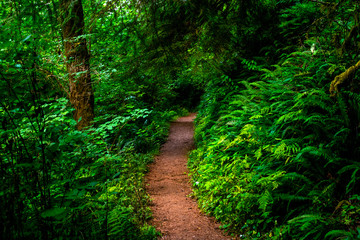 path in the california redwood forrest