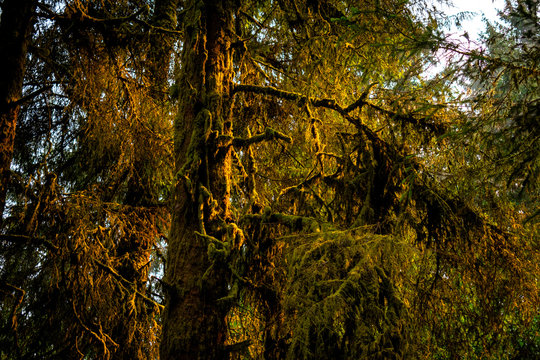 Green Redwood Forrest At Sunset