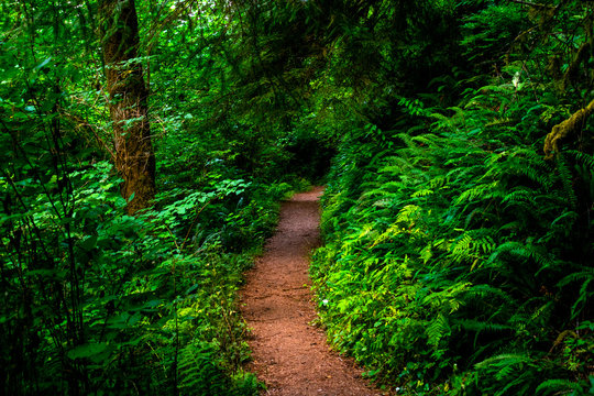 Path In The California Redwood Forrest