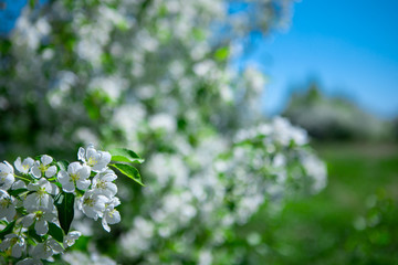 Apple branches on a background of green trees with space for text. Blooming Apple tree in the garden. Copy space.