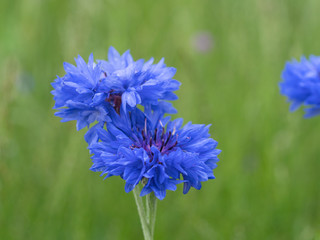 blue cornflowers with a bright green lawn background