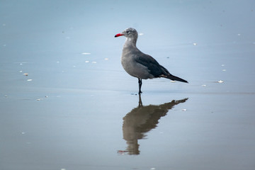 oregon coast seagull on the beach with reflection