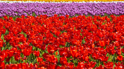 
A large field of red tulips. Many flowers, many red tulips, fresh flowers. Tulips grow in the field. Growing Tulips.
