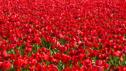 
A large field of red tulips. Many flowers, many red tulips, fresh flowers. Tulips grow in the field. Growing Tulips.