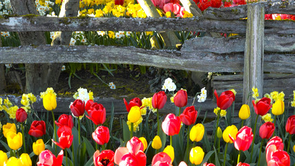 Field of multi-colored tulips. Beautiful flowers. Glade of flowers. Red, white, purple tulips. Wildflowers.