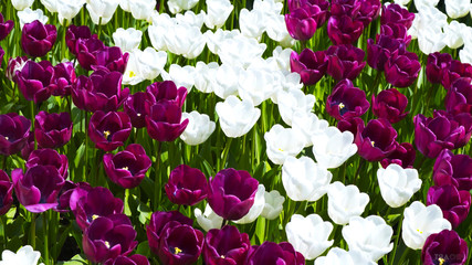 Field of multi-colored tulips. Beautiful flowers. Glade of flowers. Red, white, purple tulips. Wildflowers.