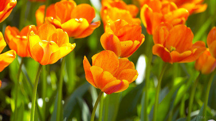 Glade of fresh flowers, wildflowers, orange flowers. Orange tulips. Beautiful flowers.
