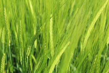 Fototapeta na wymiar Spring: the barley (Hordeum vulgare) in the sunshine