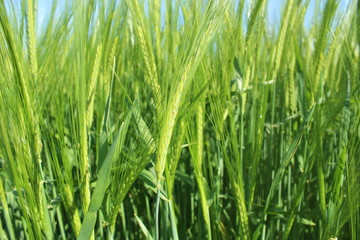 Spring: the barley (Hordeum vulgare) in the sunshine