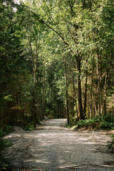 Forest path