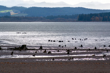 tree stumps on the shore