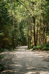 Forest path
