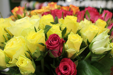 Beautiful flowers. Chrysanthemums. Background. bright colours