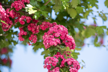 Pinkfarbener Rotdorn Baum im Sommer