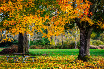 oregon sugar maple tree autumn in the park 