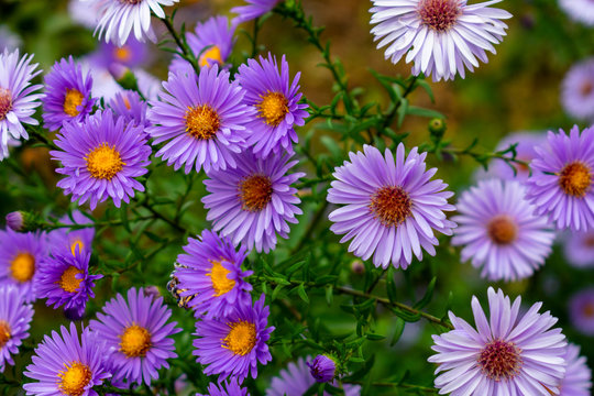 purple and white aster on green backround