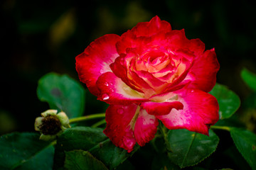 red french rose in garden with water droplets