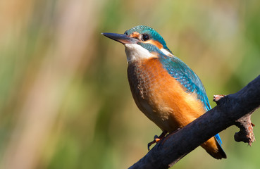 Common Kingfisher, Alcedo atthis. Close-up portrait of a bird in the morning sunlight. A bird sits on a branch near the river