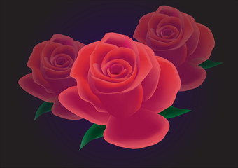 Bright red rose on dark violet background