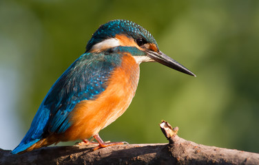 Common Kingfisher, Alcedo atthis. Close-up portrait of a bird in the morning sunlight. A bird sits on a branch near the river