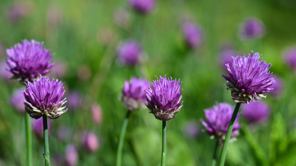 A lot of chive flowers grow on a meadow in summer and glow purple in the sun