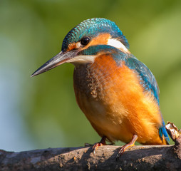 Common Kingfisher, Alcedo atthis. Close-up portrait of a bird in the morning sunlight. A bird sits on a branch near the river