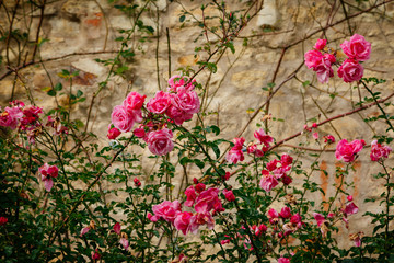 Bush of pink roses against a stone wall