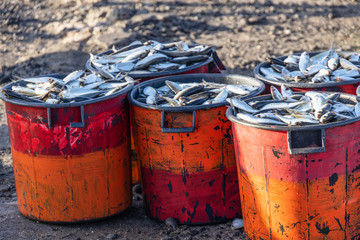 The result of overnight fishing on the quay of Tarrafel port in the morning, Island Santiago, Cape Verde