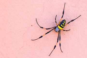 The banded-legged golden orb-web spider on a house wall, Island Santiago, Cape Verde