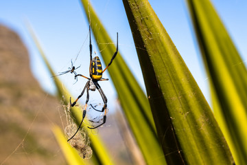 The banded-legged golden orb-web spider with a web between Agave plants, Island Santiago, Cape Verde