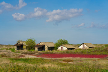 Fototapeta na wymiar Countryside landscape with red plants