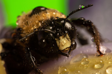 macro of a wasp