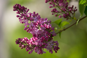Fototapeta na wymiar A branch of blooming lilac (syringa) flowers in the garden. Lilac background. Lilac close-up.