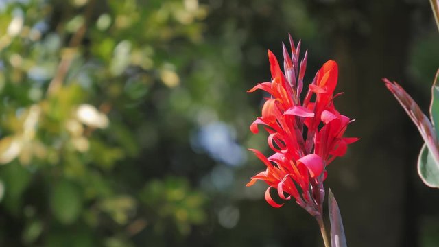 Red flower with big green leaves, canna, canna lily, Flowers at the park
