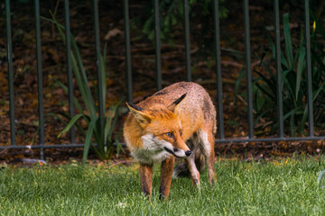 Fototapeta premium Photo of a beautiful red fox in Central London