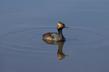 A portrait of a Horned Grebe surfacing on an urban wetland showcasing its bright red eye as it admires its own reflection on the water.