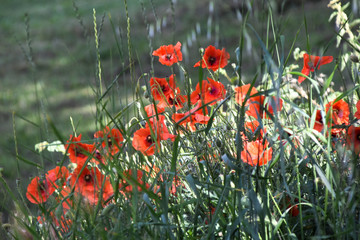 rod poppies in a field in summer