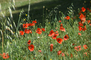 rod poppies in a field in summer