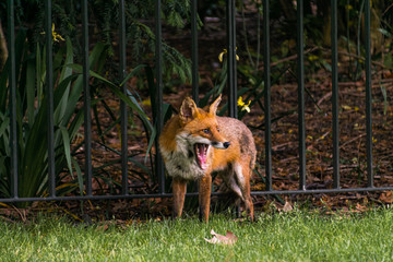 Photo of a red fox in an aggressive attitude in a park in London.
