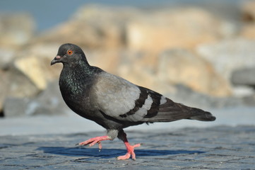 pigeon on the beach