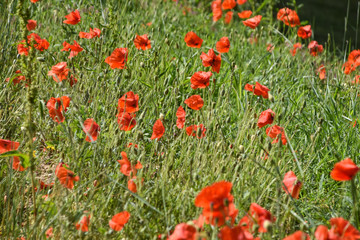 rod poppies in a field in summer