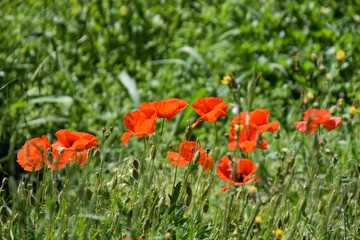 rod poppies in a field in summer