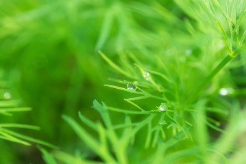 Young dill grows in a greenhouse. The concept of fresh herbs, flavoring, healthy food, veganism. Detailed macro photo.
